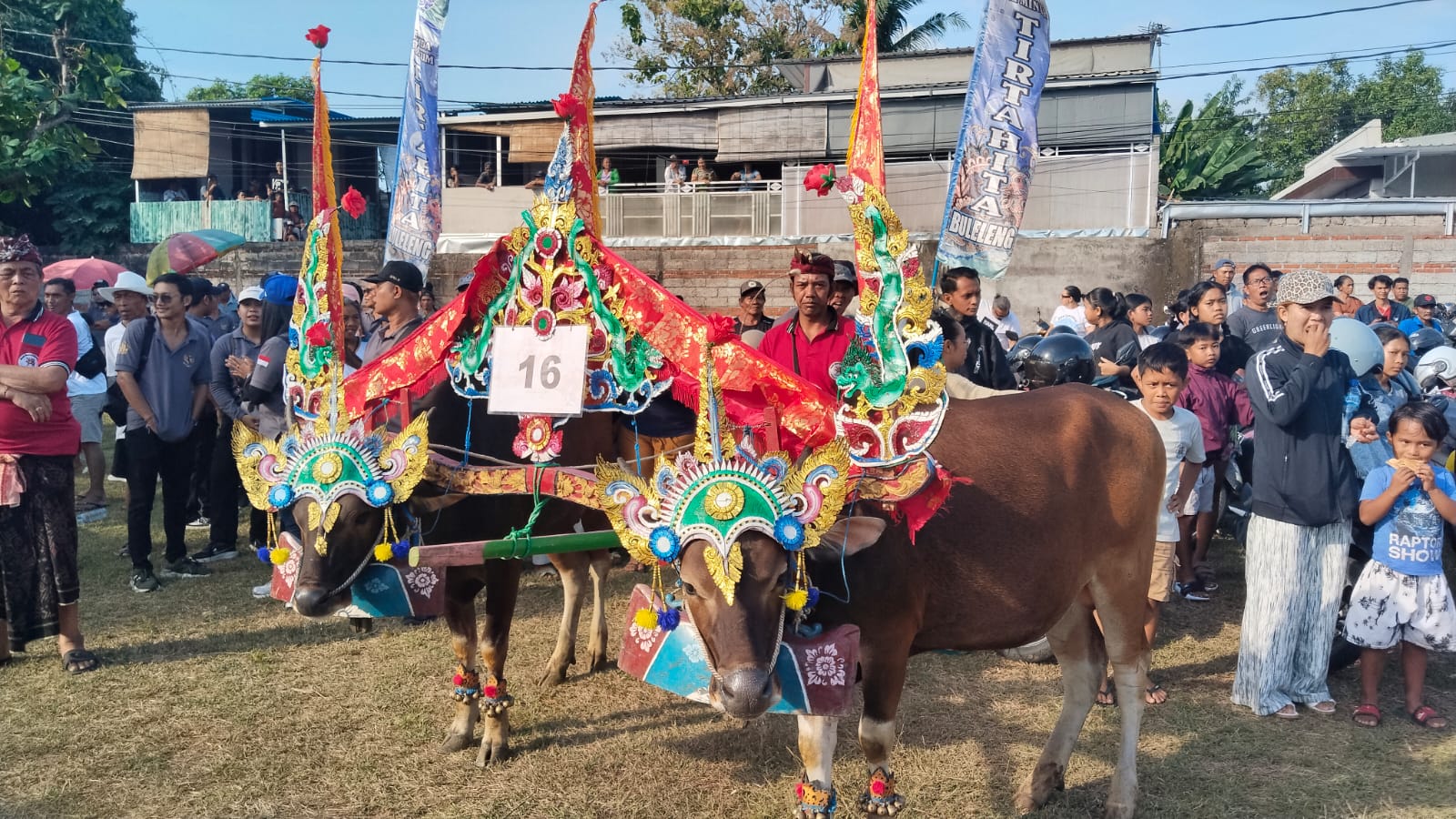 Sampi Grumbungan Hidupkan Tradisi dan Perkuat Potensi Peternakan Lokal di Lovina Festival 2026
